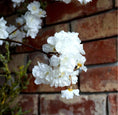 Bild in Galerie-Betrachter laden, künstlicher Großer Blütenzweig 126 cm Kirschblüte, Apfelblüte, Pflaumenblüte dekorativer Pflanzenstiel, künstliche Pflanze