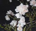 Bild in Galerie-Betrachter laden, künstlicher Blütenzweig 99 cm Kirschblüte, Apfelblüte, Pflaumenblüte dekorativer Pflanzenstiel, minimalistischer Stil, künstliche Pflanze