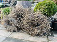 Bild in Galerie-Betrachter laden, Bonsai & Lavendel Kranz, 30, 40 oder 60 cm für Tür und Wand