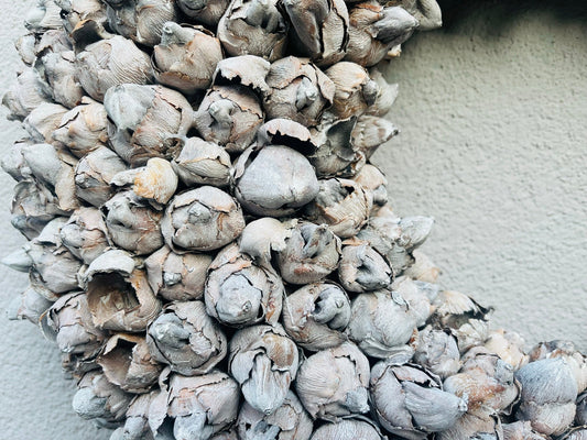 Indoor-Wandkranz aus Kapselsamen 55 cm Durchmesser, Farbe Natur Kranzshop