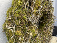 Bild in Galerie-Betrachter laden, Rustikaler Mooskranz Outdoor-Kranz Moss Bonsai, 60 cm Durchmesser Kranzshop
