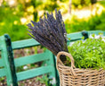 Bild in Galerie-Betrachter laden, Lavendel | Getrockneter Lavendelbund | 100% Naturprodukt | Intensiver Duft aus der Provence