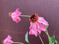 Bild in Galerie-Betrachter laden, Kunstblumen Kranz | Künstliche Cosmea Rosa | Romantische Boho Deko – Bild 4