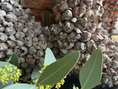 Bild in Galerie-Betrachter laden, Shabby-natur Kranz / Türkranz / Wandkranz mit Coco-Früchten 40/55 cm Durchmesser
