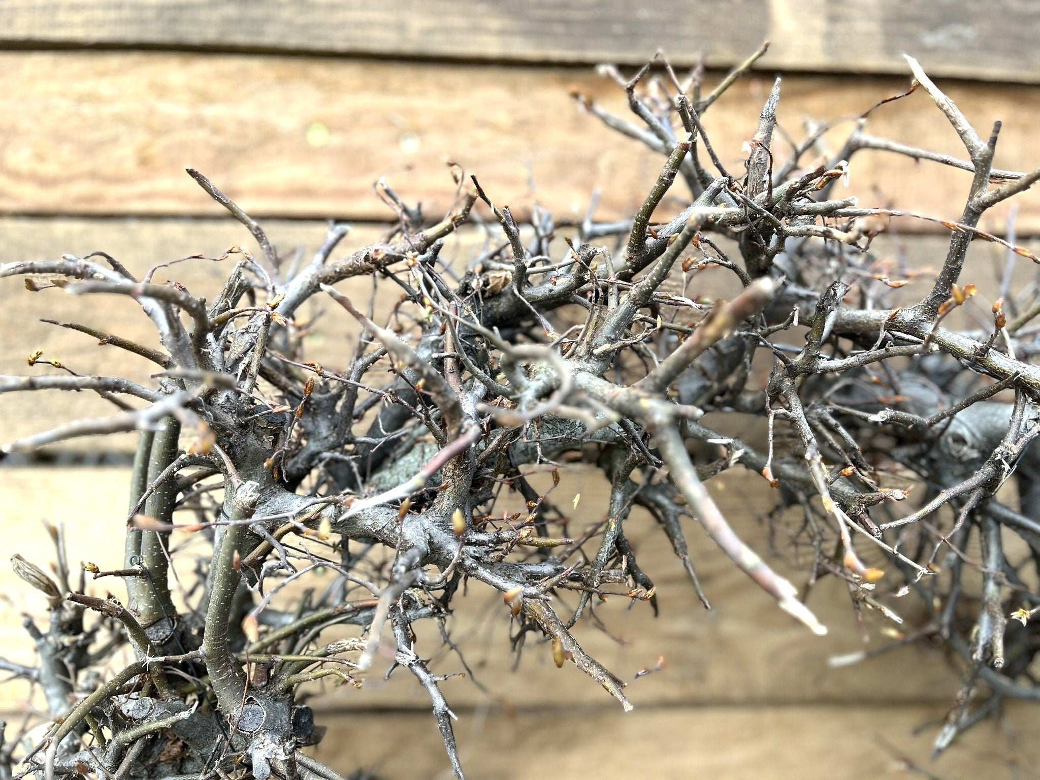 Vintage Bonsai-Kranz 60 cm, Kranz Türkranz Wandkranz