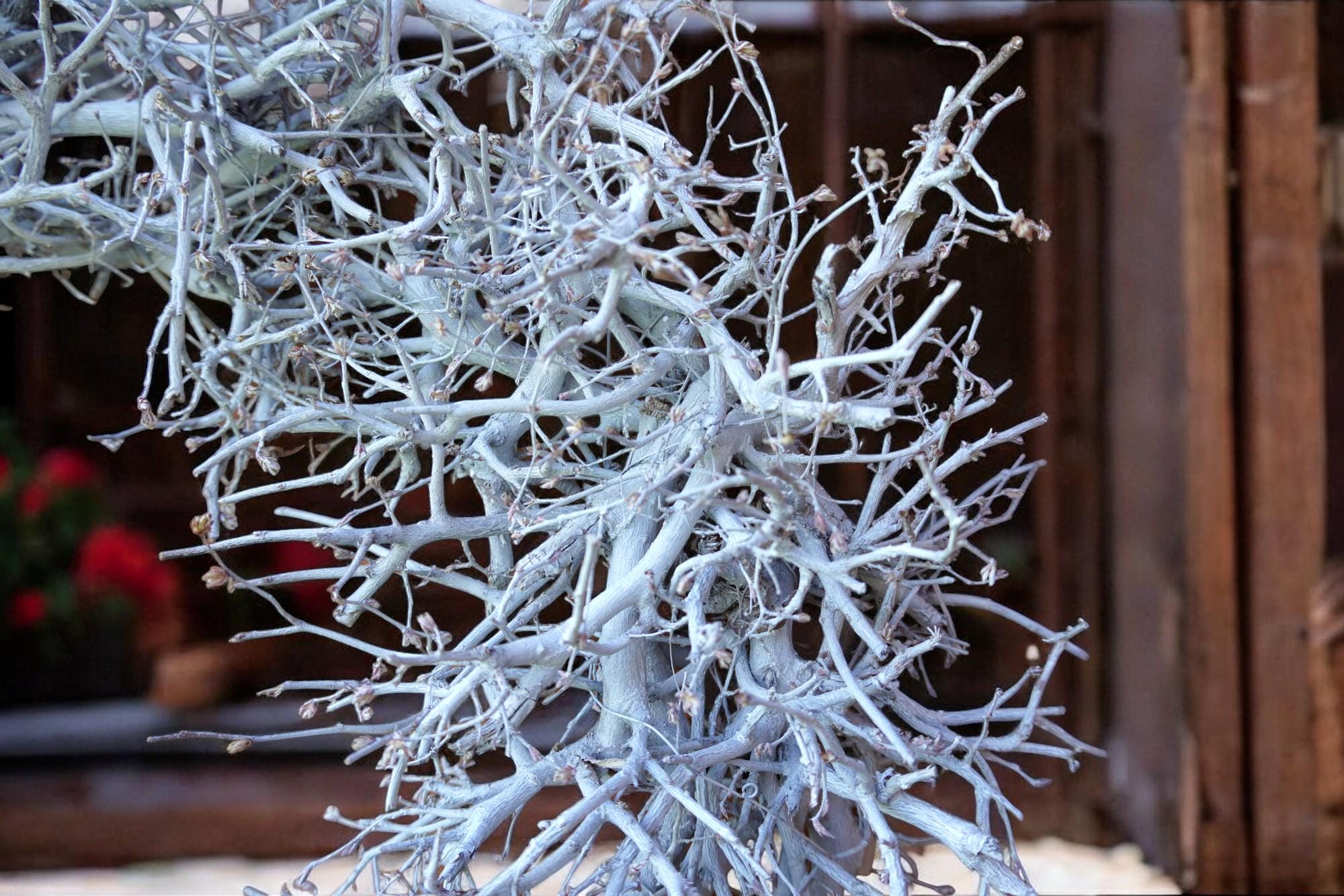 Kranz aus Bonsai in Weiss, 60 cm Durchmesser