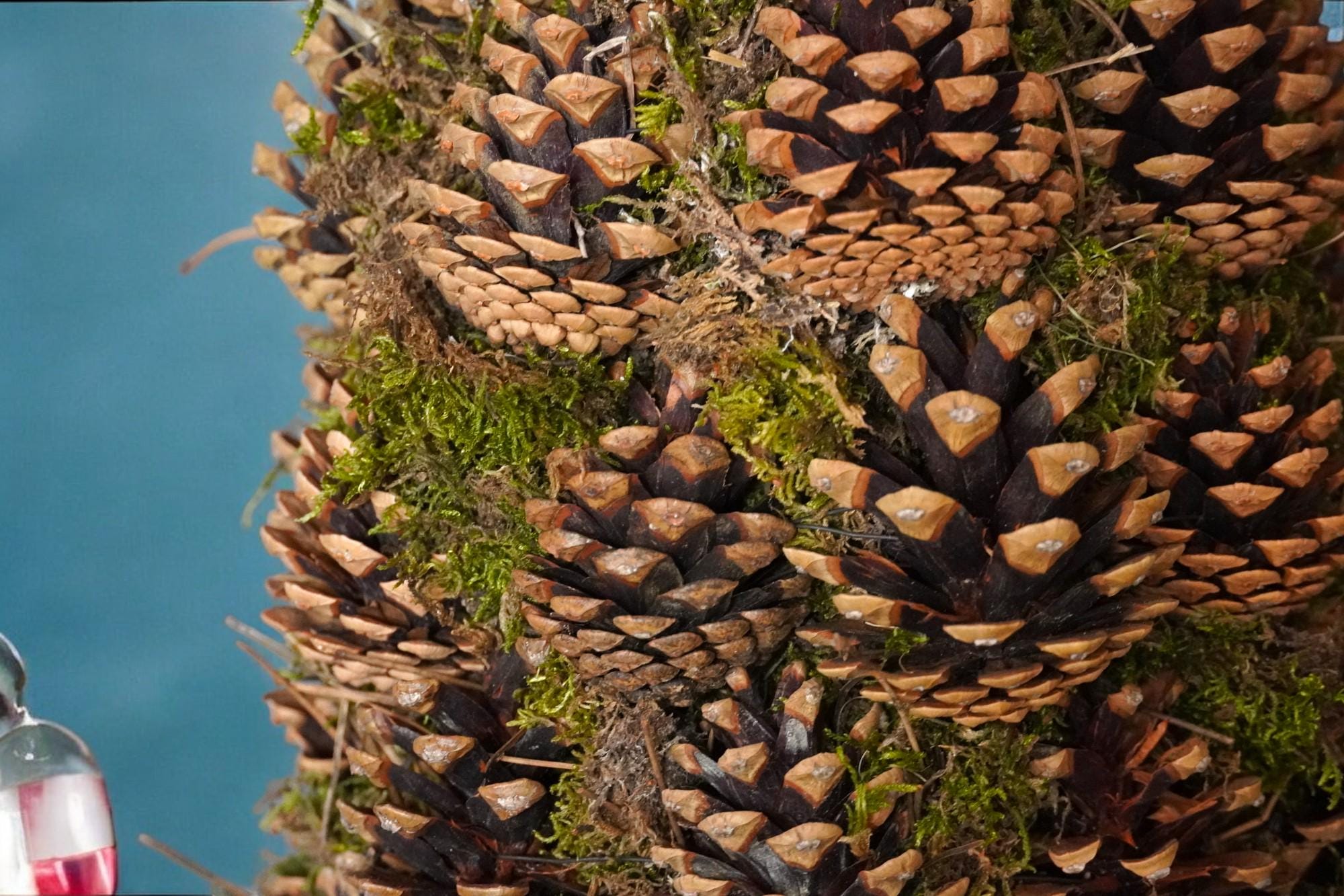 Mooskranz, Zapfenkranz, Tannenzapfenkranz, Tannenbaum - Form