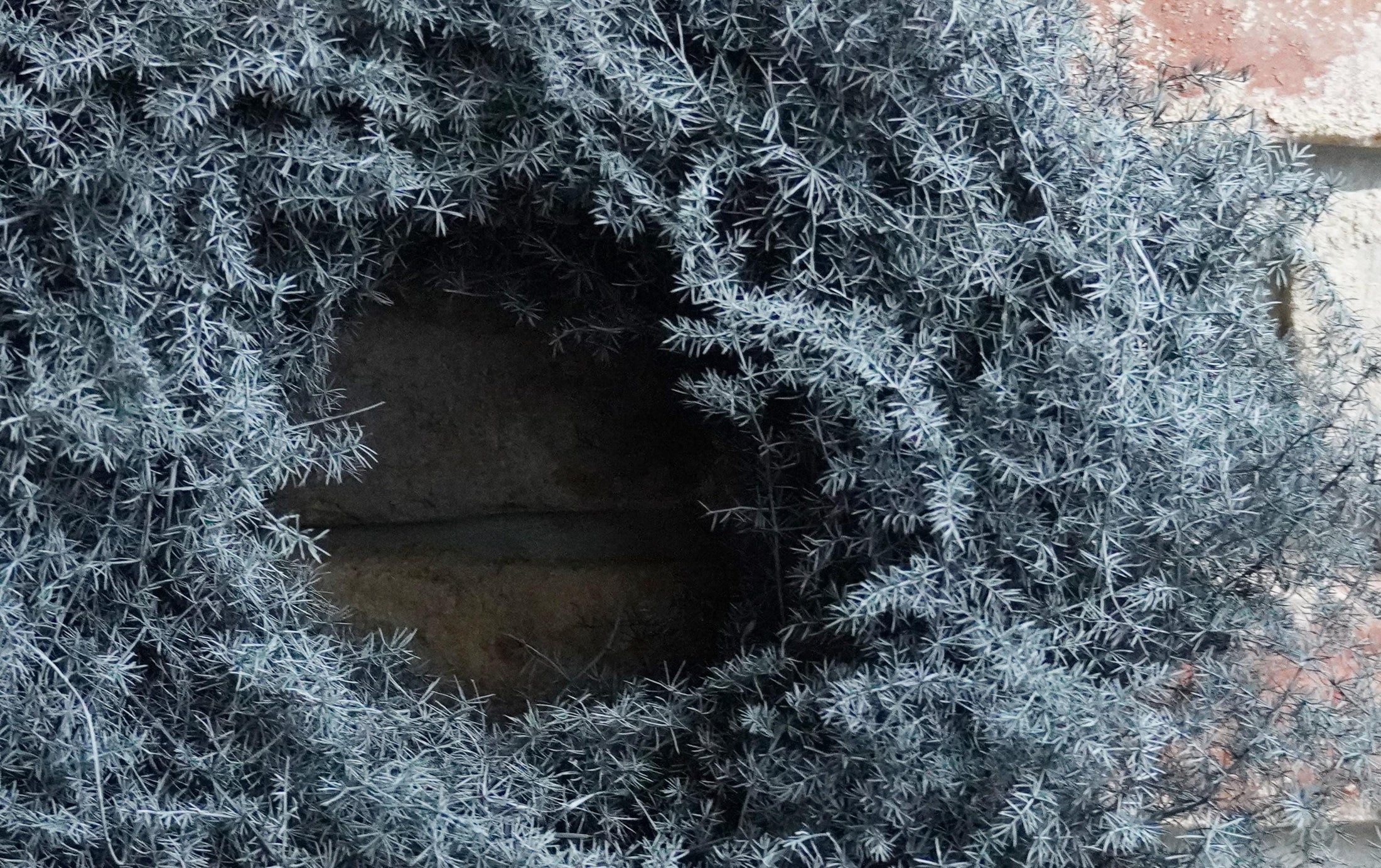 Eleganter Wandkranz / Türkranz, grauer Asparagus-Kranz 28, 35, 45 oder 60 cm Durchmesser