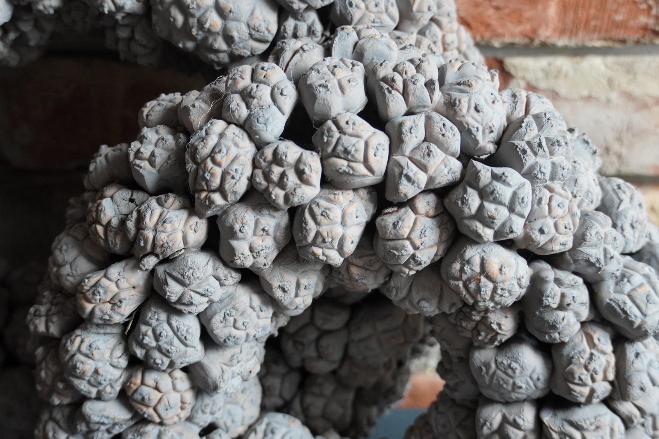 Wandkranz 30 oder 40 cm getrocknete Ata-Früchte Kranz Türkranz