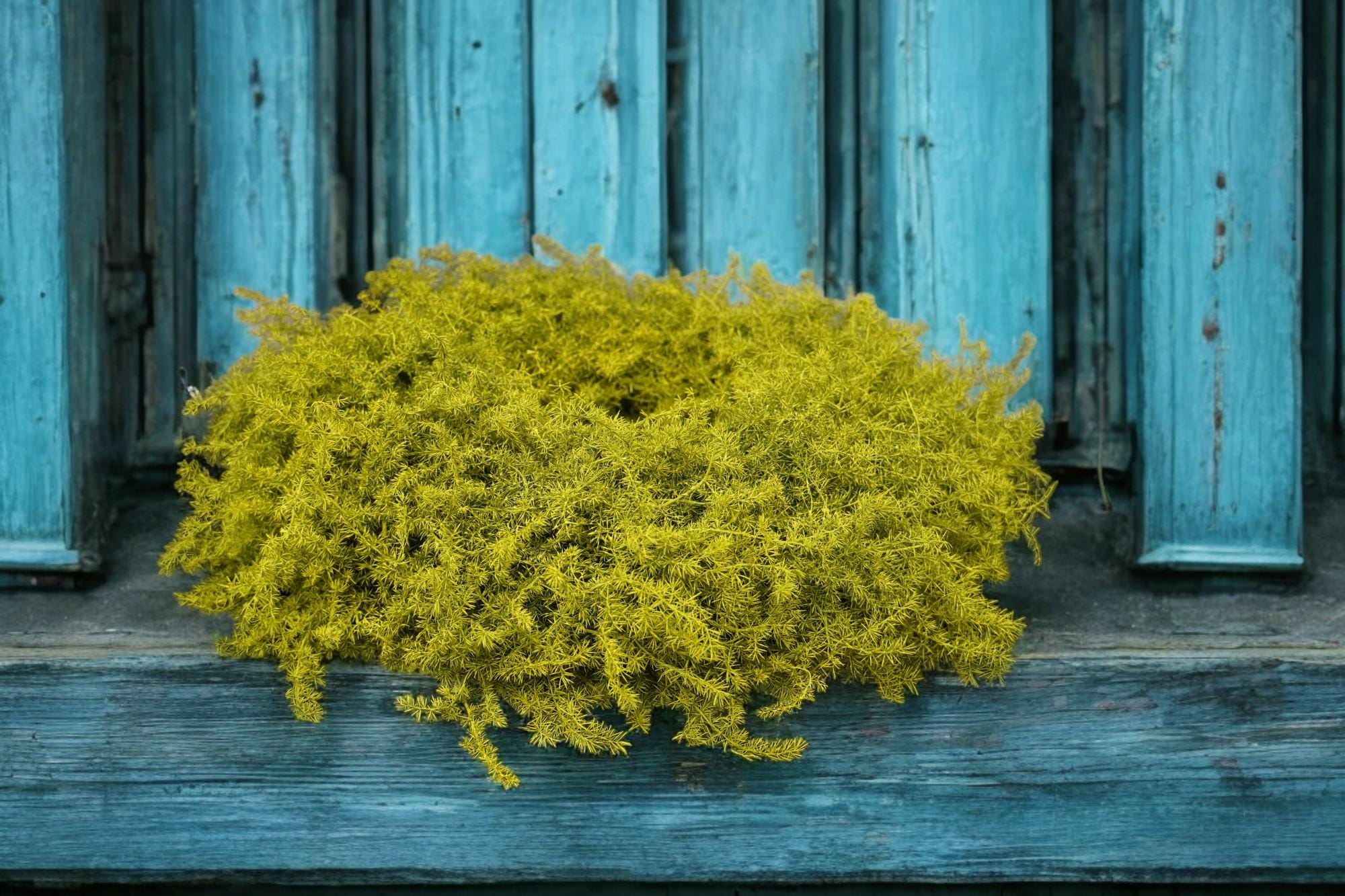 Eleganter Wandkranz / Türkranz, Rapsgelb Asparagus-Kranz 35, oder 45 Durchmesser