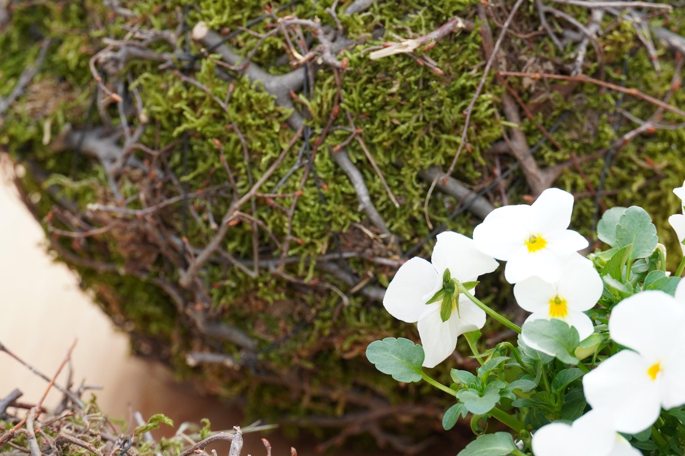 Kranz Moosnest Mooskugel mit Bonsai und Birkenästen – Natürliches Dekohighlight für Innen & Außen