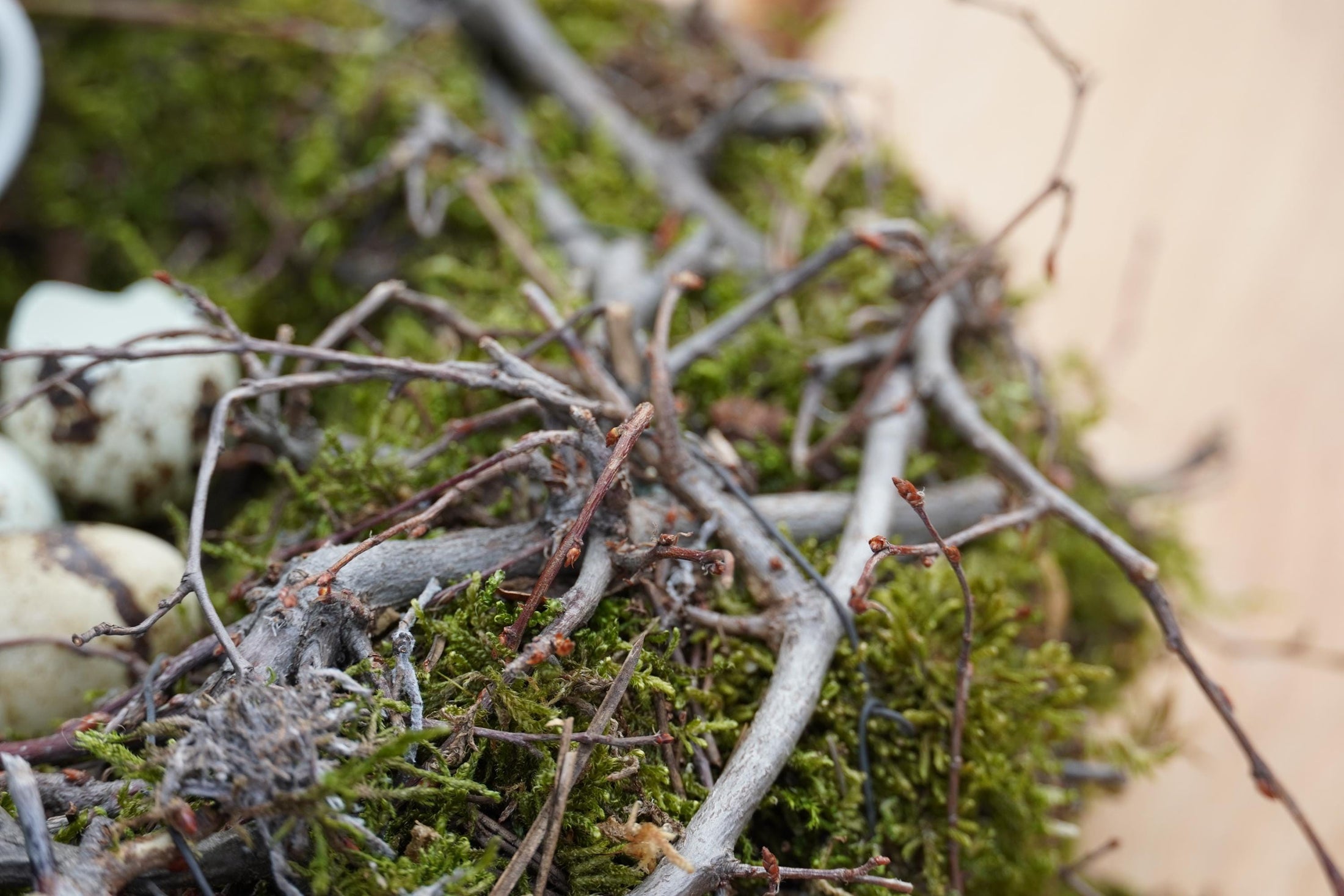 Kranz Moosnest Mooskugel mit Bonsai und Birkenästen – Natürliches Dekohighlight für Innen & Außen