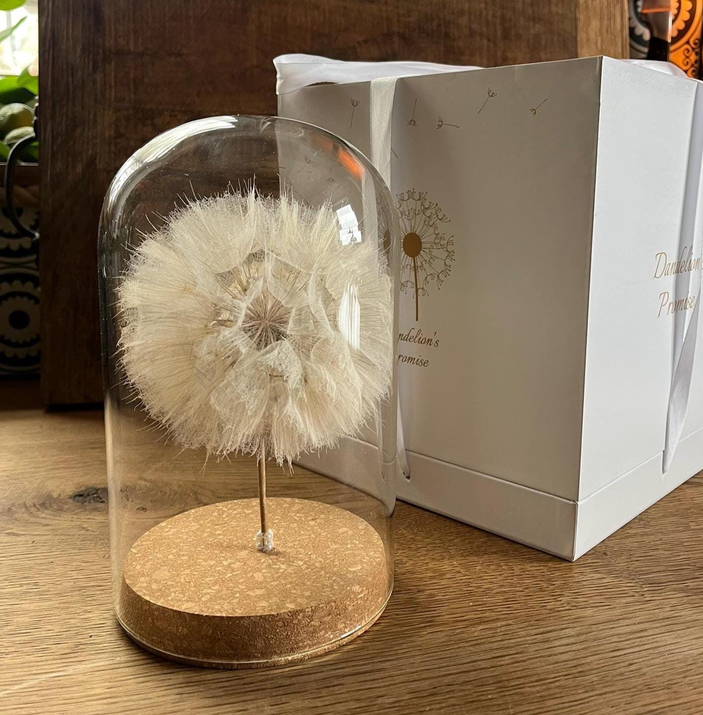 Echte Pusteblume im Glas | Glaskuppel Deko | Wunschblume Geschenk | Naturdeko im Glas | Geschenkbox