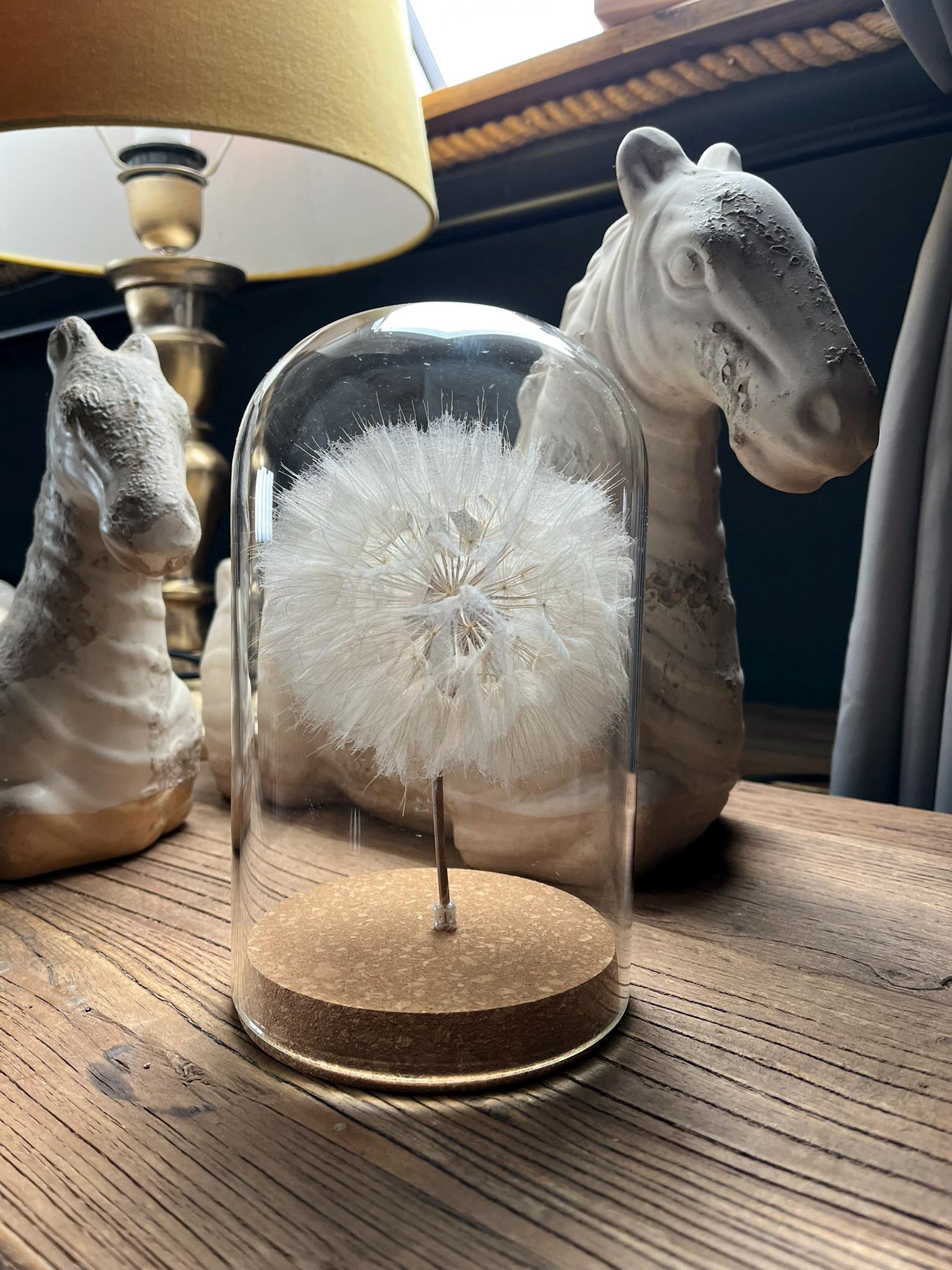 Echte Pusteblume im Glas | Glaskuppel Deko | Wunschblume Geschenk | Naturdeko im Glas | Geschenkbox