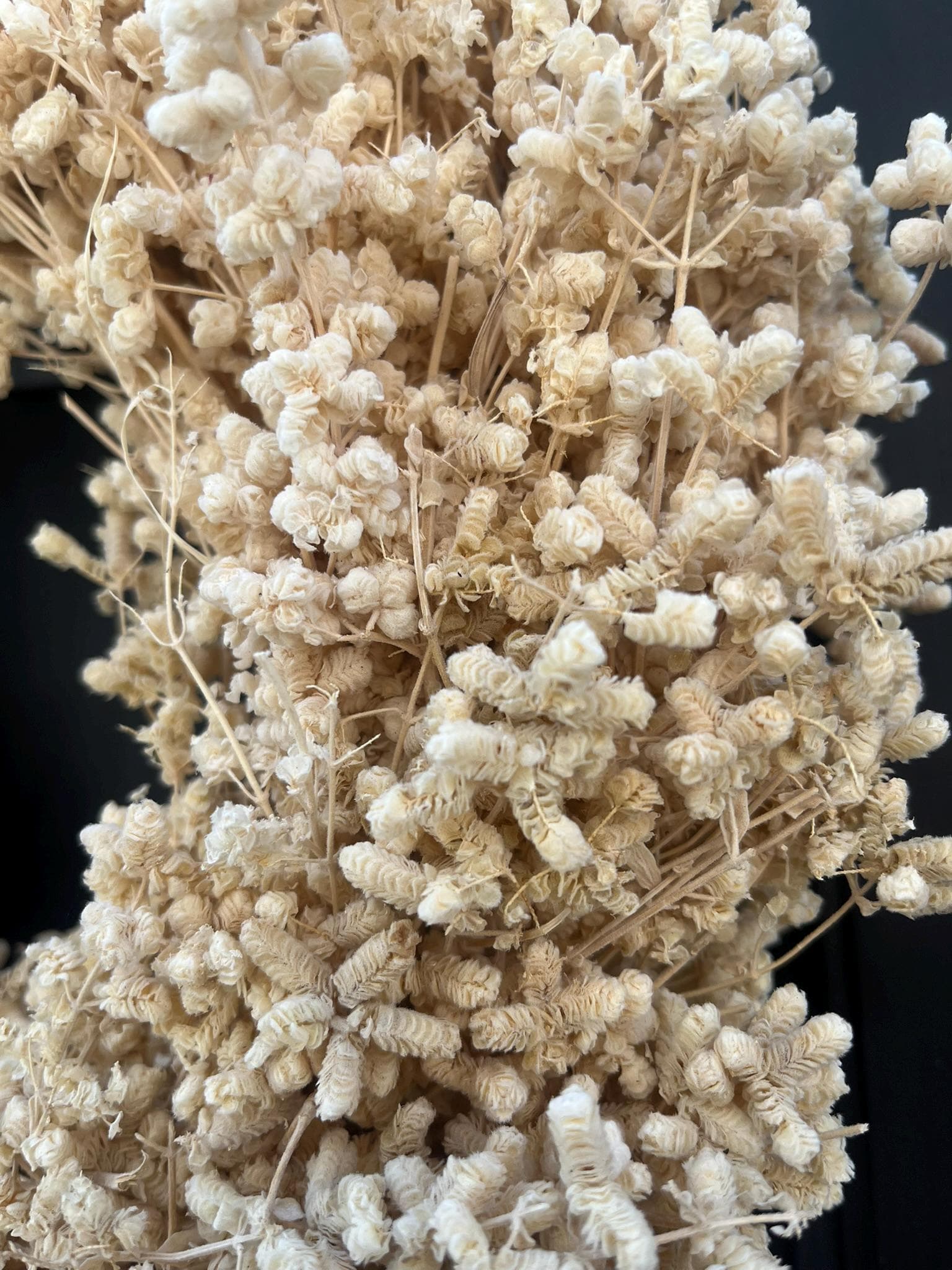 Trockenblumenkranz 30 cm beige natur | minimalistischer Türkranz | Boho Kranz | Wandkranz | Scandi Deko | mit oder ohne Halter