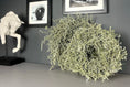Bild in Galerie-Betrachter laden, Eleganter Wandkranz / Türkranz, Grüner Asparagus-Kranz 28, 35 und 45 cm Durchmesser - Kranzshop
