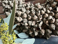 Bild in Galerie-Betrachter laden, Shabby-Grün Kranz / Türkranz / Wandkranz mit Coco-Früchten 55 cm Durchmesser

